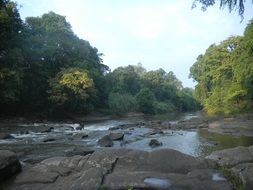 forest on the Kalimantan island