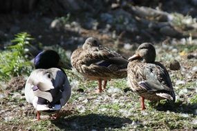 blue headed mallard and ducks on the northwest Pacific coast