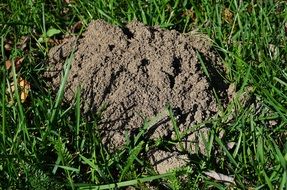 the soil on the lawn