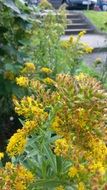 blossoming plant with yellow flowers