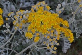 Yellow flowers on gray branches