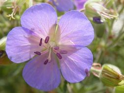 geranium, purple wildflower, macro