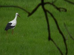 rattle stork in wildlife, elbtalaue