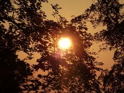 orange sunset through the foliage of trees