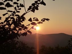 red sun at sunset behind tree branches