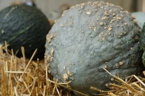 Grey pumpkins on hay