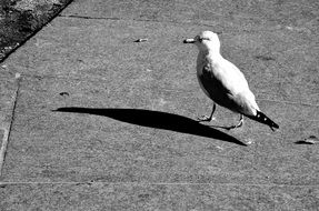 Black and white photo of the beautiful seagull standing on a concrete pier