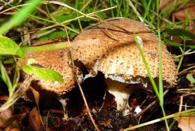 brown mushrooms forest