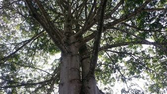 tree with wide crown