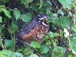 bird on tree branch closeup portrait