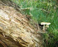 young mushrooms in the green grass