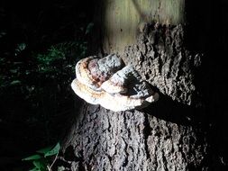 mushroom on a tree