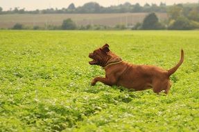 mastiff on a green meadow in summer