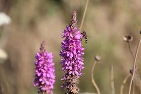 lovely flowers in the meadow