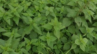 nature forest meadow