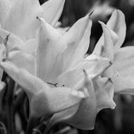 black and white photo of garden flowers