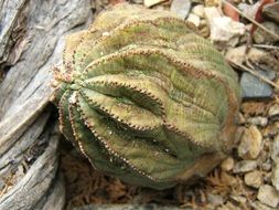 fruit of succulent