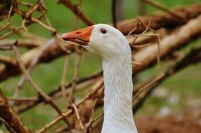 white plumage of goose