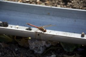 dragonfly on metal shard