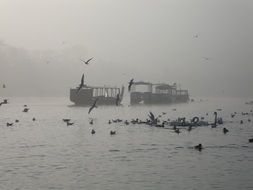 ships and birds on the water in the fog