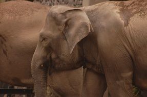 Elephants in the jungle