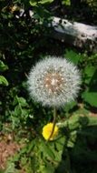 white dandelion flower seeds