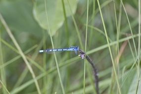 blue dragonfly on a thin sheet of grass