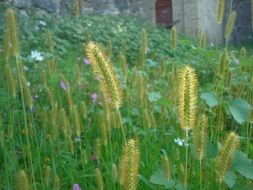 flowering grass in a spring meadow