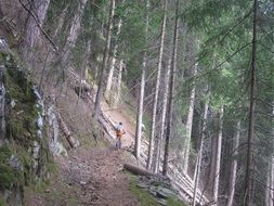 landscape of man on a trail over the abyss in the forest