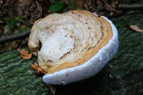 tree fungus on a tree stump