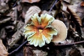 mushroom on a background of autumn leaves