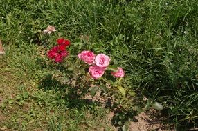 new blooning rose shrubs in grass