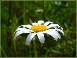 closeup photo of filigreed daisy flower