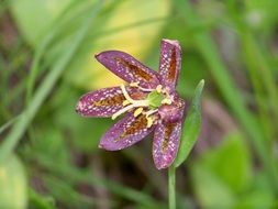 purple spotted flower of Tricyrtis, toad lily