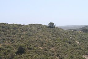 wild field landscape