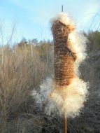 reed resolve