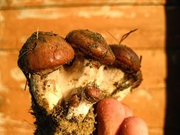 Brown mushrooms in forest