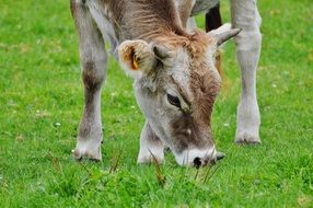 cow eating grass on the farm