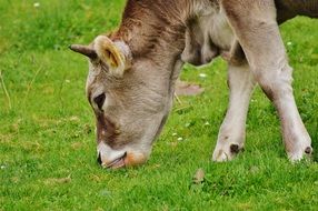 dairy cattle farm in Germany