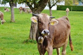 young calves on the meadow near the trees