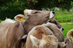 portrait of dairy cattle on farm in Allgau