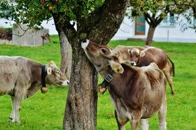dairy cattle farm in Allgäu southern Germany