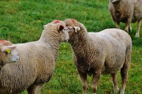 sheep on the green meadow