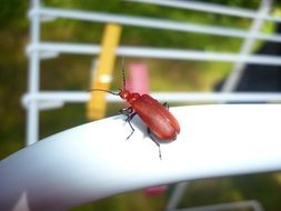 red beetle on the white plastic
