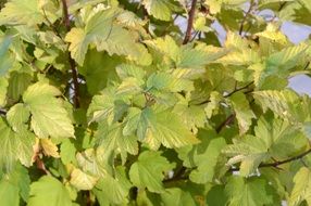 Green physocarpus leaves close-up on blurred background