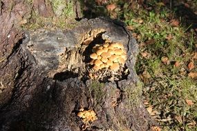 mushrooms on the old stump