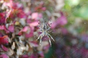 Spider on the web on the garden