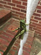 grasshopper on brick steps