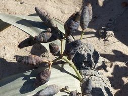 welwitschia mirabilis, desert plant with seeds