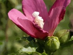 pink flower with a white center